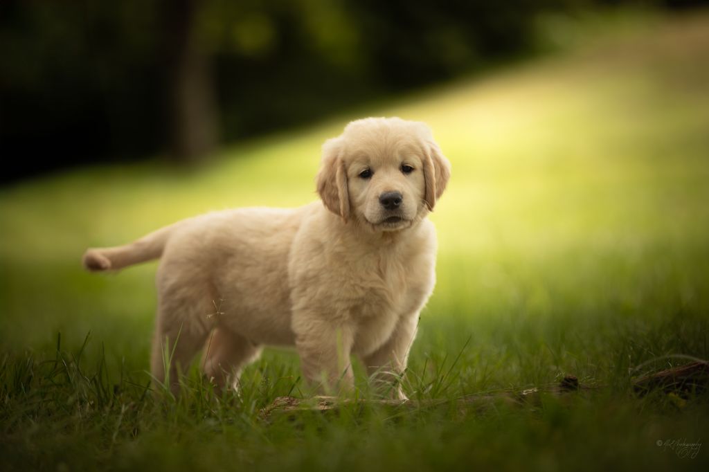 Du Domaine d'Hyrule - Chiot disponible  - Golden Retriever