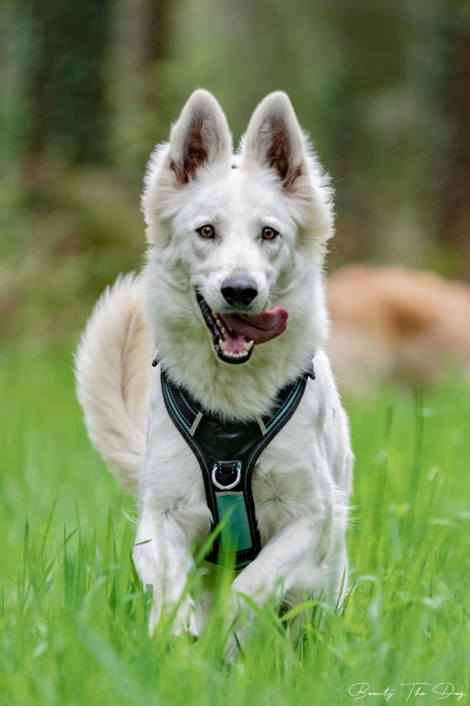 Ni vu ni connu Des Loups Anges De Kaina