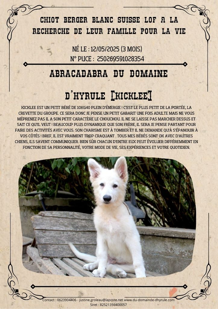Chiot disponible à l'adoption