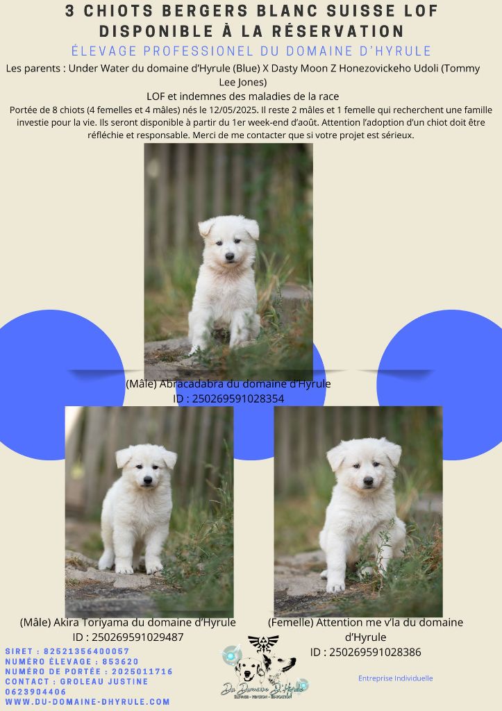 Chiot disponible à l'adoption
