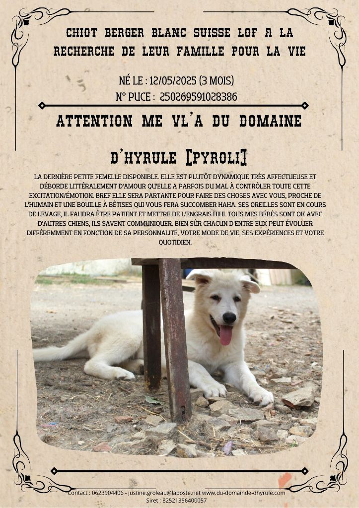 Chiot disponible à l'adoption