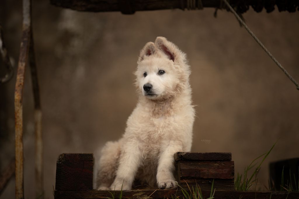 Du Domaine d'Hyrule - Chiots disponibles - Berger Blanc Suisse