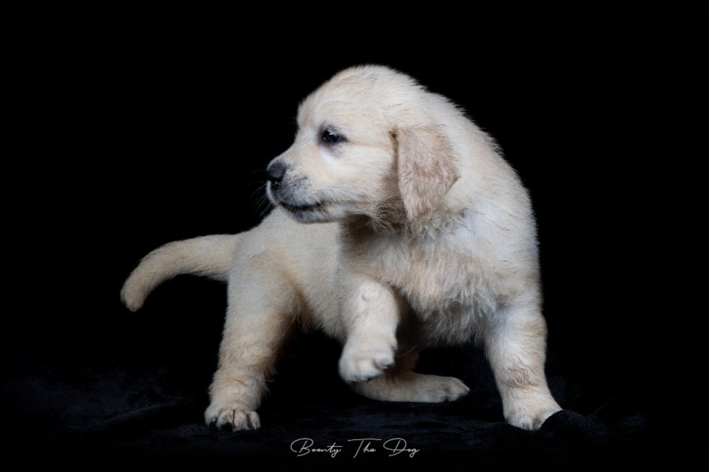 Du Domaine d'Hyrule - Golden Retriever - Portée née le 07/02/2020