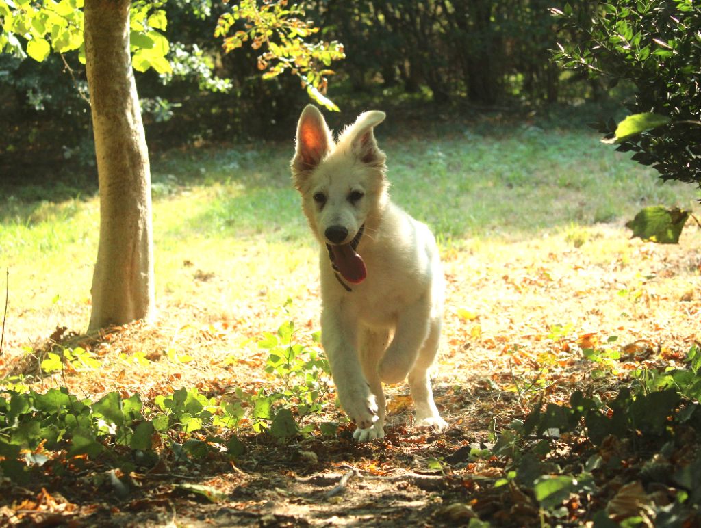 Du Domaine d'Hyrule - Chiots disponibles - Berger Blanc Suisse
